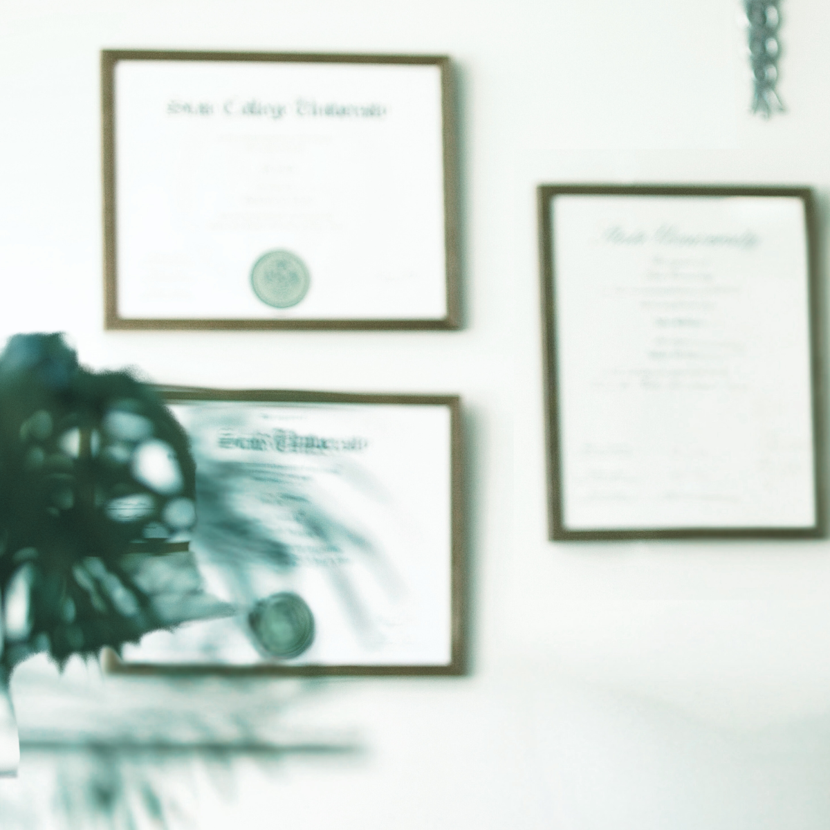 framed diplomas on a wall + plant