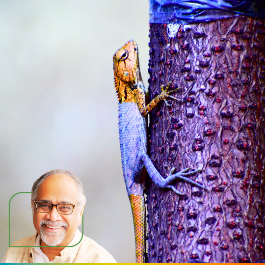 chameleon on a similarly colored plant + Nagesh Rao